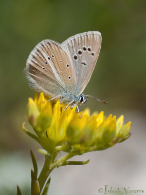 Witstreepblauwtje - Damon Blue - Polyommatus damon