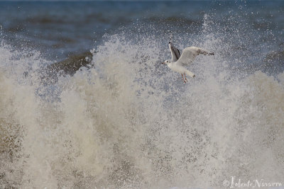 Kokmeeuw - Black-headed Gull - Larus ridibundus