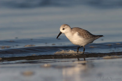 Drieteenstrandloper - Sanderling - Calidris alba