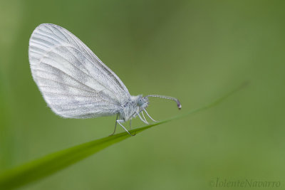 Boswitje - Wood White - Leptidae sinapis