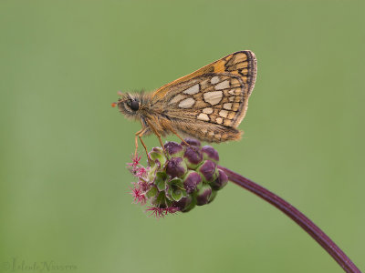Bont Dikkopje - Chequered Skipper - Carterocephalus palaemon