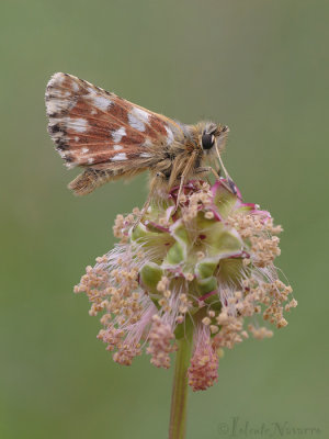 Kalkgraslanddikkopje - Red-underwing Skipper - Spialia sertorius