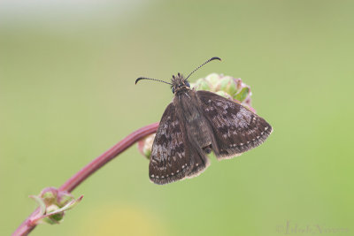 Bruin Dikkopje - Dingy skipper - Erynnis tages