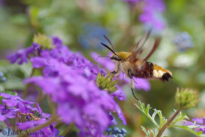 Glasvleugelpijlstaart - Broad-bordered bee hawk-moth - Hemaris fuciformis