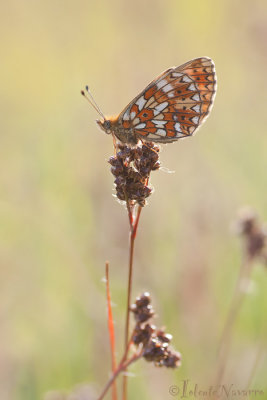 Zilveren Maan - Small Pearl-bordered Fritillary - Boloria selene