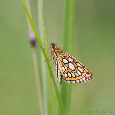 Spiegeldikkopje - Large Chequered Skipper - Heteropterus morpheus