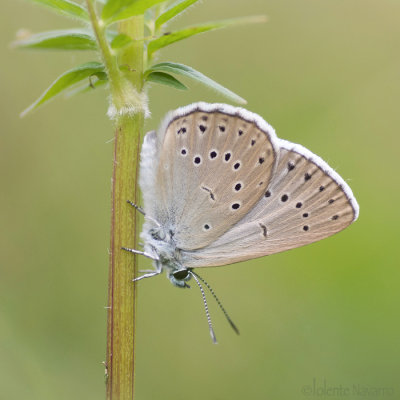 Pimpernelblauwtje - Scarce Large Blue - Phengaris teleius