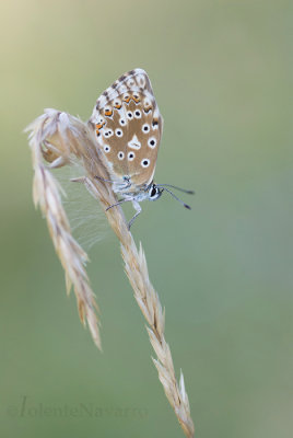 Bleek Blauwtje - Chalkhill Blue - Polyommatus coridon