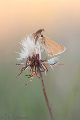 Zwartsprietdikkopje - Essex Skipper - Thymelicus lineola