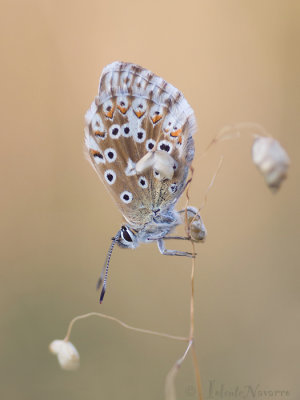 Bleek Blauwtje - Chalkhill Blue - Polyommatus coridon