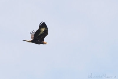 Steenarend - Golden Eagle - Aquila chrysaetos