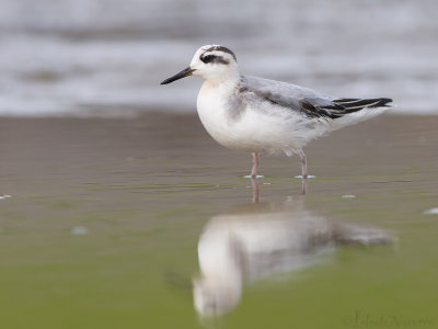 Rosse Franjepoot - Red Phalarope - Phalaropus fulicarius