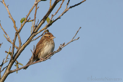 Dwerggors - Little Bunting - Emberiza pusilla