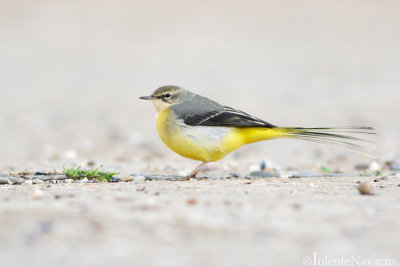 Grote Gele Kwikstaart - Grey Wagtail - Motacilla cinerea