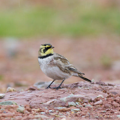 Strandleeuwerik - Horned Lark - Eremophila alpestris