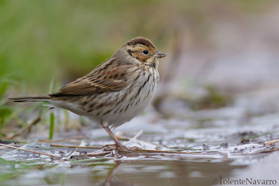 Dwerggors - Little Bunting - Emberiza pusilla