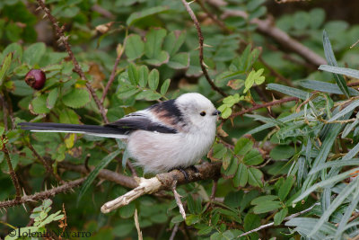 Staartmees - Long-tailed Bushtit - Aegithalos caudatus