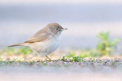 Woestijngrasmus - Asian Desert Warbler - Sylvia nana