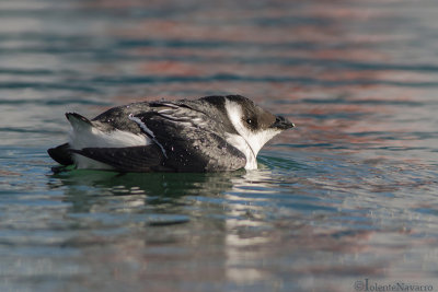 Kleine Alk - Little Auk - Alle alle