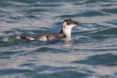 Kleine Alk - Little Auk - Alle alle