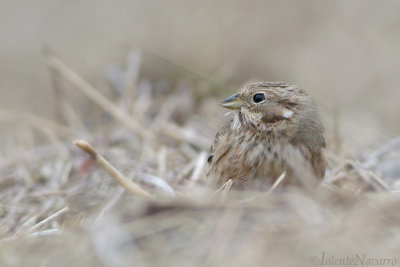 Witkopgors- Pine Bunting - Emberiza leucocephalos
