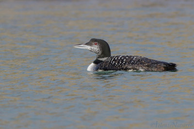 IJsduiker -  Great Northern Loon - Gavia immer