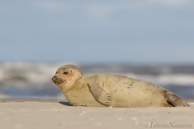 Gewone Zeehond - Harbor seal - Phoca vitulina