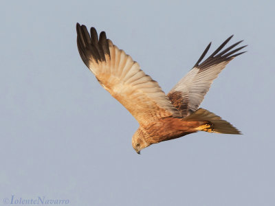 Bruine Kiekendief -  Marsh Harrier - Circus aeruginosus