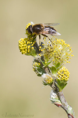 Insecten