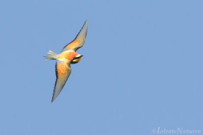 Bijeneter - European Bee-eater - Merops apiaster