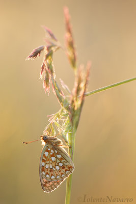 Duinparelmoervlinder - Niobe Fritillary - Argynnis niobe 