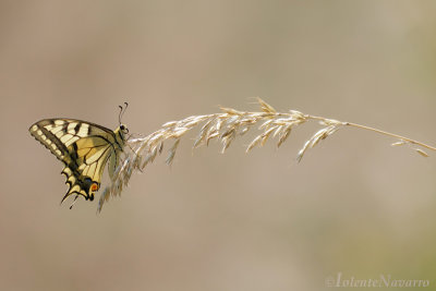 Koninginnenpage - Swallowtail - Papilio machaon