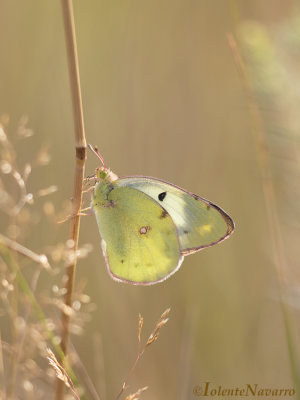 Gele Luzernevlinder - Pale Clouded Yellow - Colias hyale