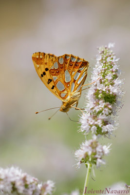 Kleine Parelmoervlinder - Queen of Spain Fritillary - Issoria lathonia