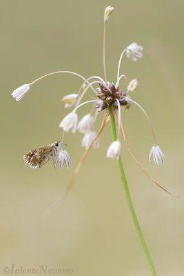 Aardbeivinder - Grizzled skipper - Pyrgus malvae