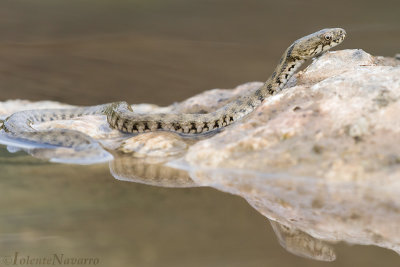 Dobbelsteenslang - Dice Snake - Natrix tessellata