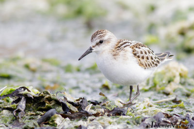 Kleine Strandloper - Little Stint - Calidris minuta