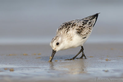 Drieteenstrandloper - Sanderling - Calidris alba