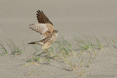 Smelleken - Merlin - Falco columbarius