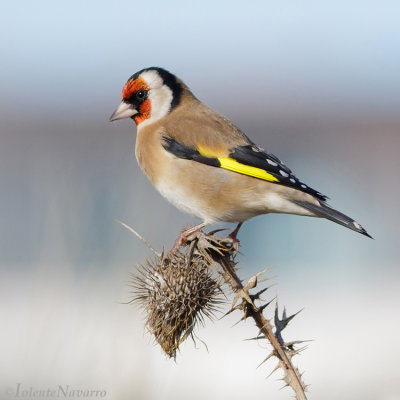 Putter - European Goldfinch - Carduelis carduelis