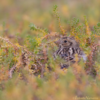 IJsgors - Lapland Longspur - Calcarius lapponicus