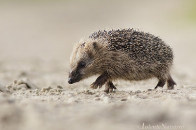 Egel - European Hedgehog - Erinaceus europaeus