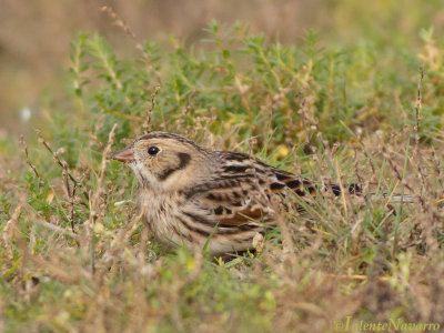 IJsgors - Lapland Longspur - Calcarius lapponicus