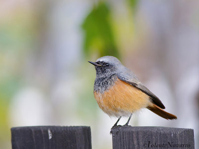 Oosterse Zwarte Roodstaart - Eastern Black Redstart - Phoenicurus ochruros phoenicuroides