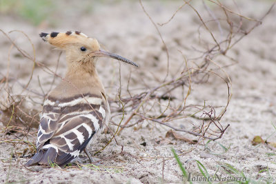 Hop - Hoopoe - Upupa epops