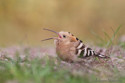 Hop - Hoopoe - Upupa epops