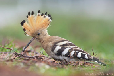 Hop - Hoopoe - Upupa epops