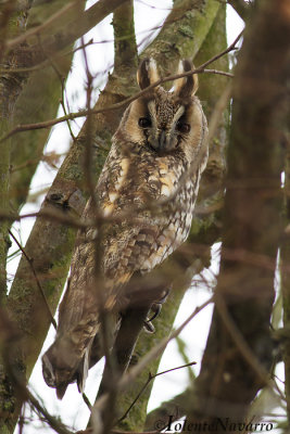Ransuil - Long-eared Owl - Asio otus