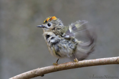 Goudhaantje - Goldcrest - Regulus regulus	