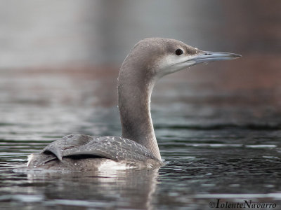 Parelduiker - Black-throated Loon - Gavia arctica